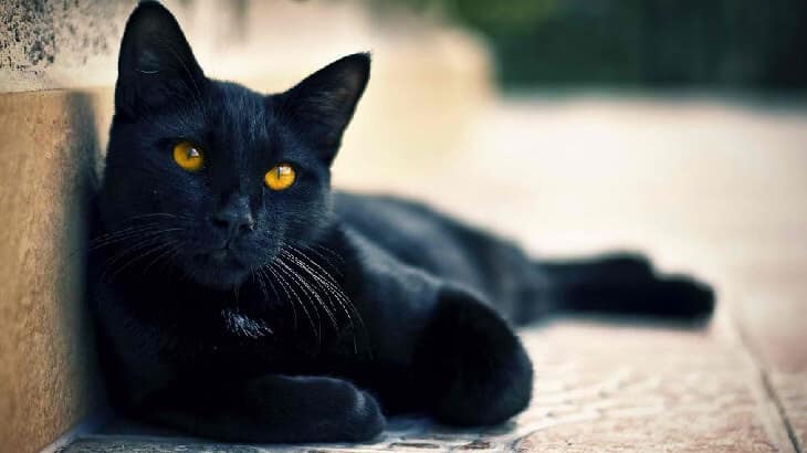 تفسير رؤية القطة السوداء في الحلم معلومة ثقافية