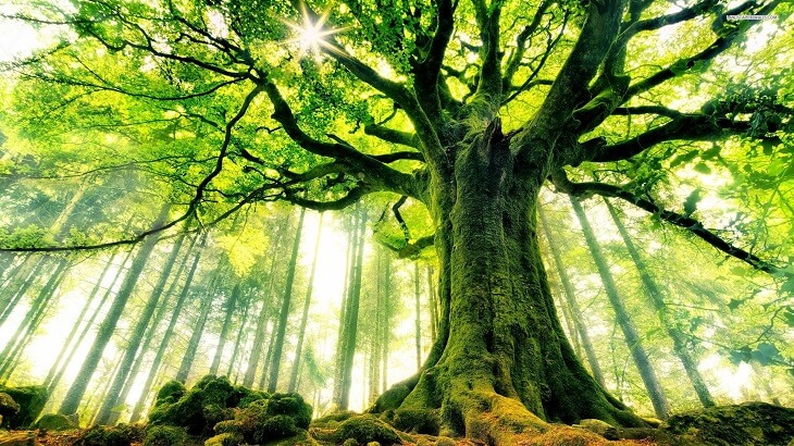 تفسير رؤية الاشجار في الحلم ومعناه معلومة ثقافية