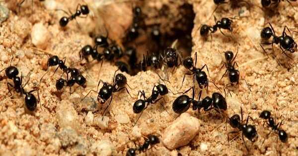 تفسير رؤية النمل في المنام ومعناه معلومة ثقافية