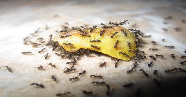 تفسير رؤية النمل في المنام ومعناه معلومة ثقافية