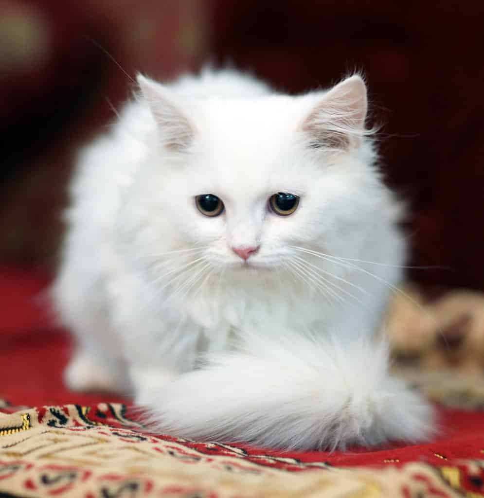 انواع القطط الشيرازى بالصور واسعارها معلومة ثقافية