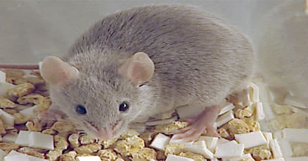 تفسير حلم الفأر في المنام ومعناه بالتفصيل معلومة ثقافية