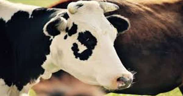 تفسير ذبح البقرة أو العجل في المنام لابن سيرين معلومة ثقافية