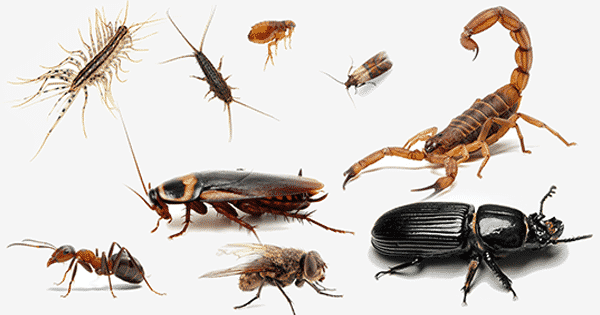تفسير رؤية الحشرات في المنام لابن سيرين معلومة ثقافية