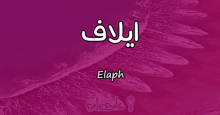معنى اسم إيلاف Elaph وأسرار شخصيتها وصفاتها معلومة ثقافية