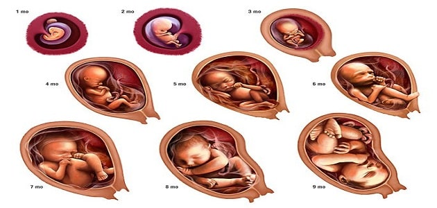 مراحل نمو شكل الجنين في الشهر الاول من الحمل بالصور