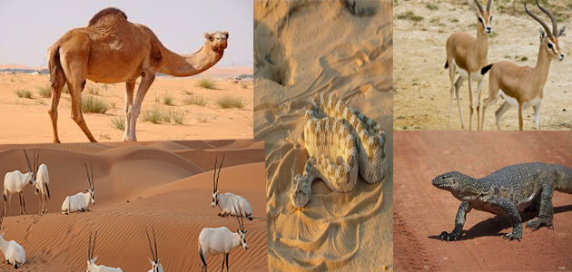 17 معلومة عن الحيوانات التي تفضل أن تعيش في الصحراء معلومة ثقافية