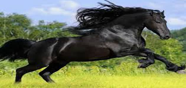 تفسير رؤية الحصان الأسود في المنام لابن سيرين معلومة ثقافية