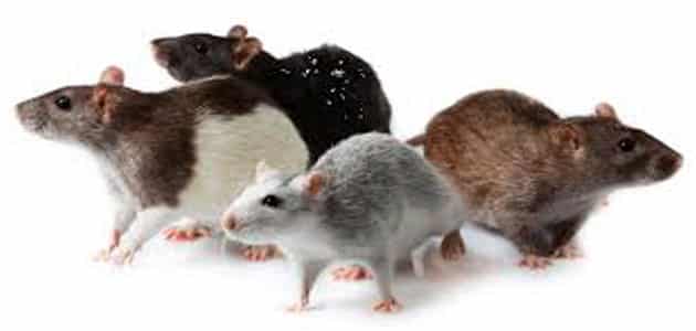 تفسير رؤية الفئران الصغيرة في المنام معلومة ثقافية