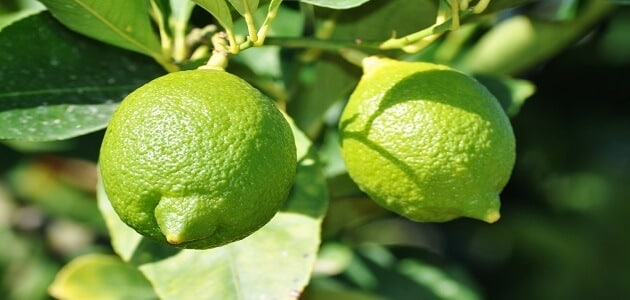 20 معلومة عن فوائد شجرة الليمون معلومة ثقافية