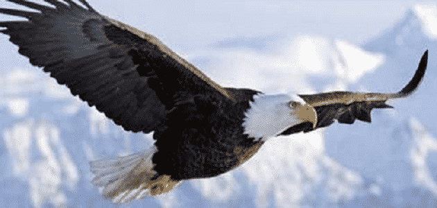 ما هي صفات طائر النسر معلومة ثقافية