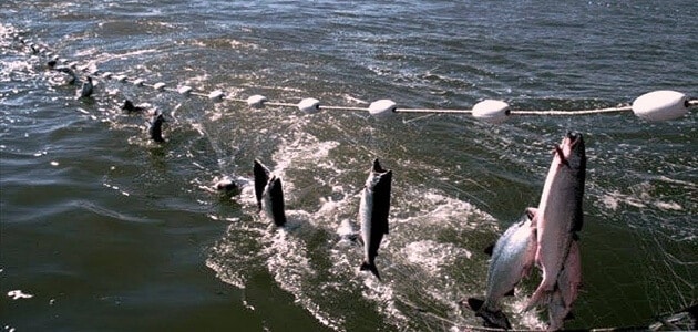 تقدير آرثر كونان دويل المرئية  الترانزستور كيف تستعمل نقل افضل طرق صيد السمك بالسنارة - vanuals.net