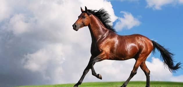 تفسير رؤية الحصان بجميع ألوانه في المنام ومعناه معلومة ثقافية