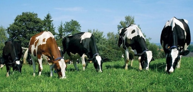 معلومات عن مواصفات الأبقار الجيدة – معلومة ثقافية