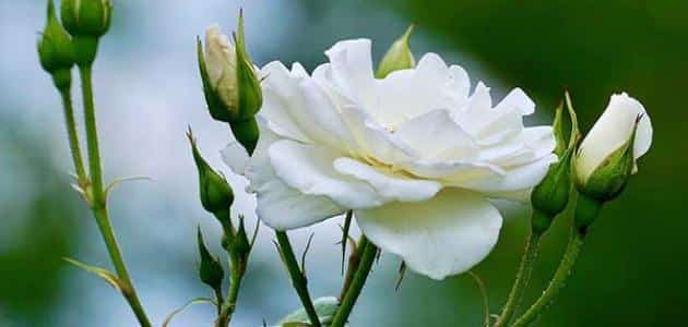 ما هو معنى الوردة البيضاء معلومة ثقافية