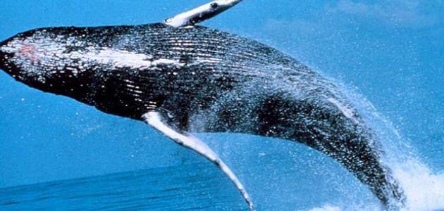 يزداد وزن مولود الحوت الأزرق حوالي ٩٠ كلجم يوميا، فكم كلجم تقريبا يزداد وزنه في الساعة؟ ٣ كلجم ٤ كلجم ٥ كلجم ٦ كلجم