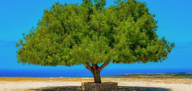 بحث عن عيد الشجرة معلومة ثقافية