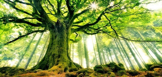 معلومات عن يوم الشجرة العالمي معلومة ثقافية