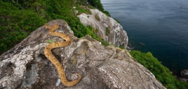 Brasilien Schlangeninsel